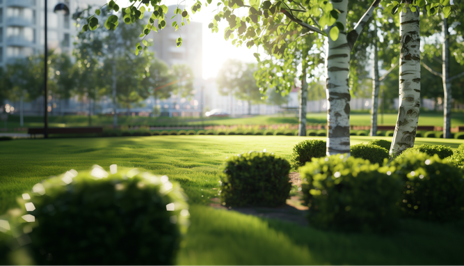 Sunlit park with lush green grass, birch trees, and manicured hedges, with a blurred urban backdrop.